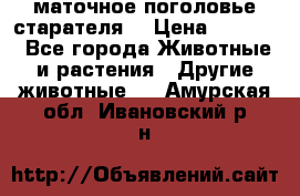 маточное поголовье старателя  › Цена ­ 2 300 - Все города Животные и растения » Другие животные   . Амурская обл.,Ивановский р-н